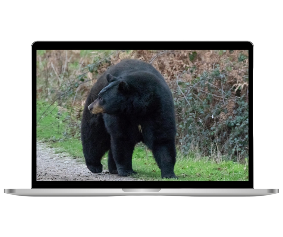 Bear Aware: Working in Bear Country